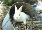 Bunny by Joan Francis