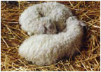 Two Little Lambs by Joan Francis