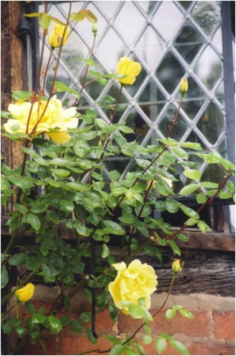 Roses at the Window by Joan Francis Photography