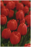 Red Tulips by Joan Francis Photography