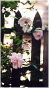 Roses on Picket Fence by Joan Francis Photography
