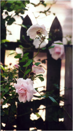 Roses on a Picket Fence by Joan Francis Photography