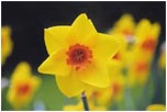 Daffodil by Joan Francis
