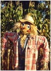 Scarecrow by Joan Francis
